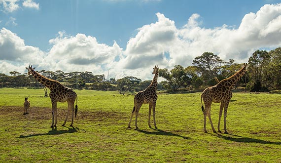 Three Giraffes stand in an open grassy field