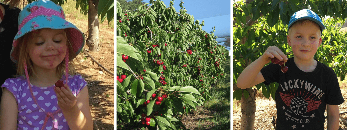 Cherries_At_Verdun