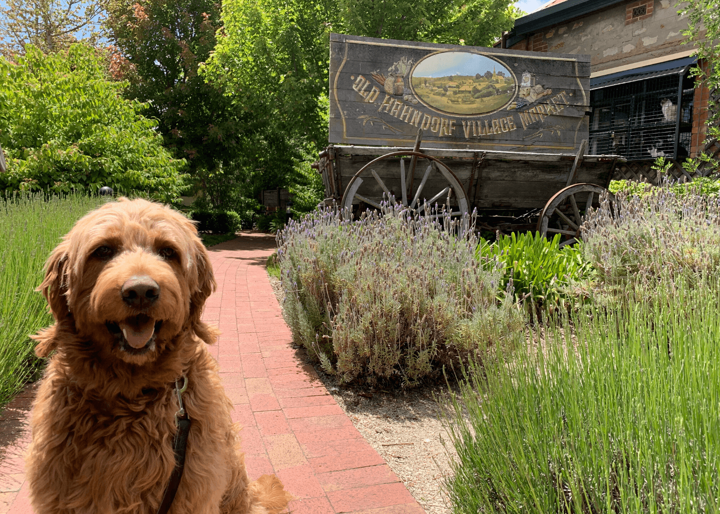 Dog_Hahndorf