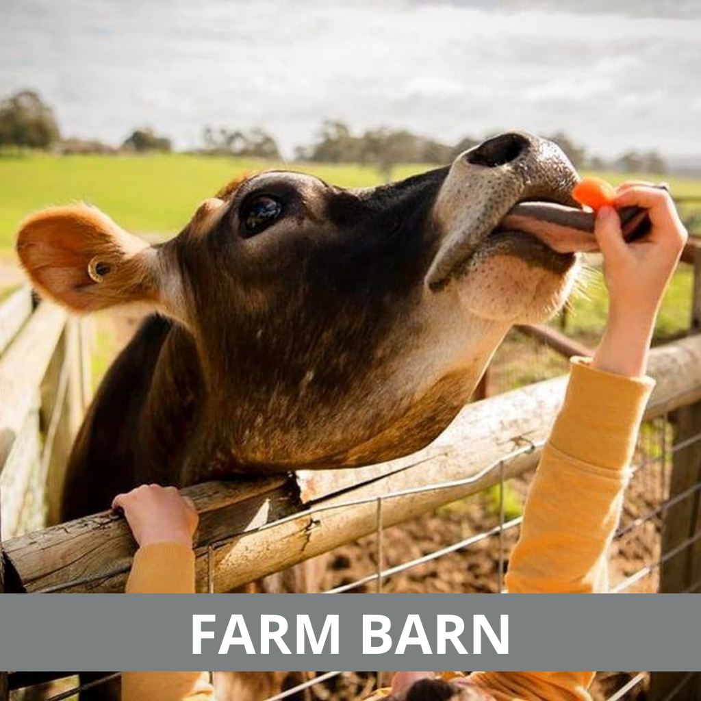 Child feeding a cow at Farm Barn
